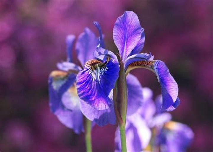 What does a iris flower look like