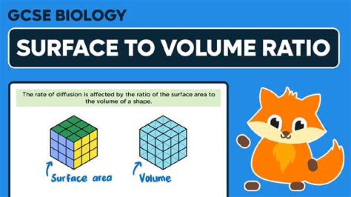 What does a large surface area to volume ratio mean