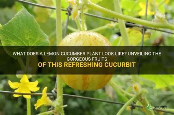 What does a lemon cucumber plant look like