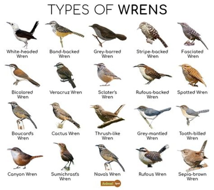 What does a male wren look like