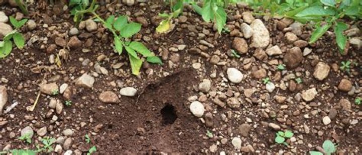 What does a mouse hole look like