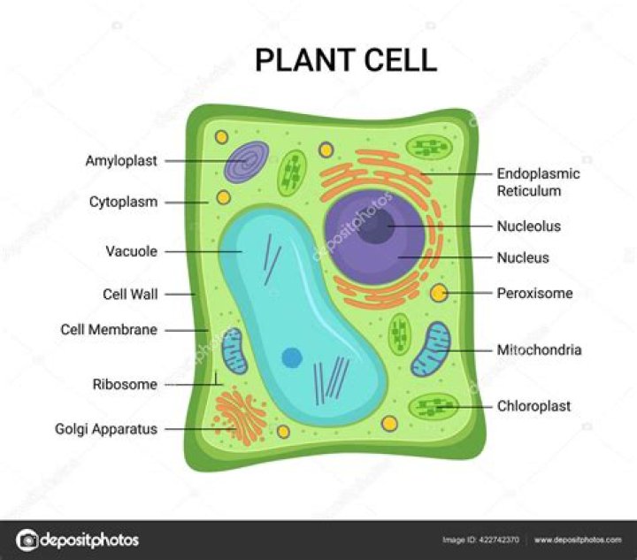 What does a nucleus look like in a plant cell