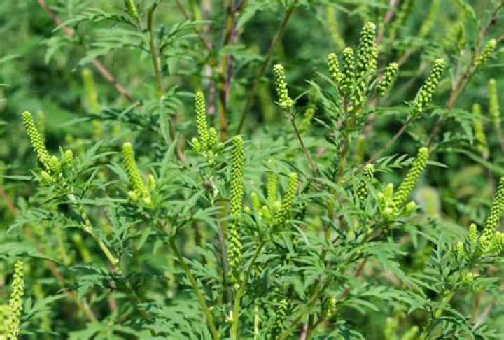 What does a ragweed plant look like