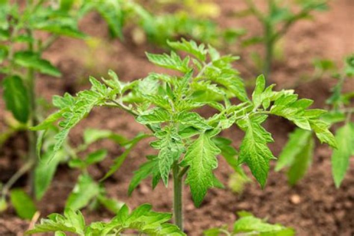 What does a senna plant look like