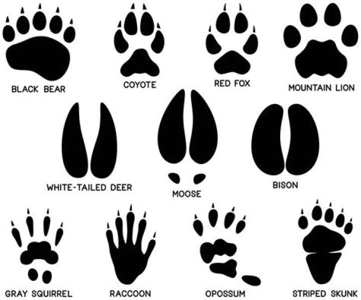 What does a skunk paw print look like