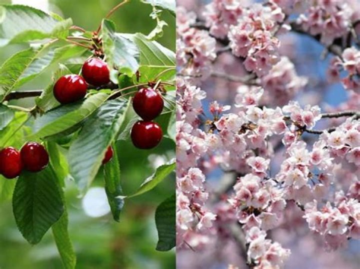 What does a sweet cherry tree look like