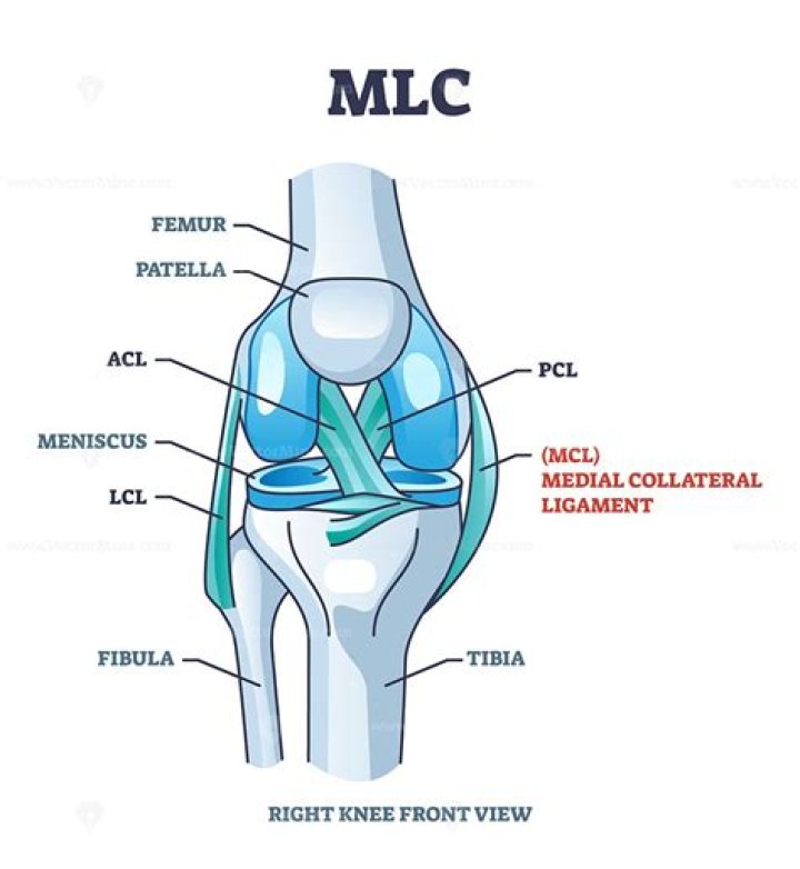 What does ACL MCL and LCL stand for