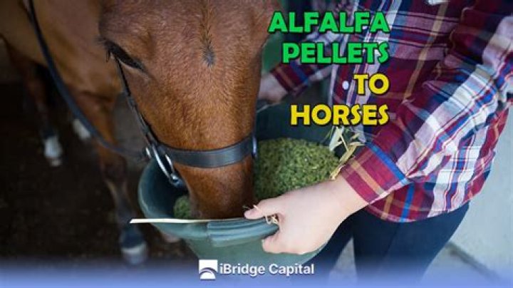 What does alfalfa do for horses