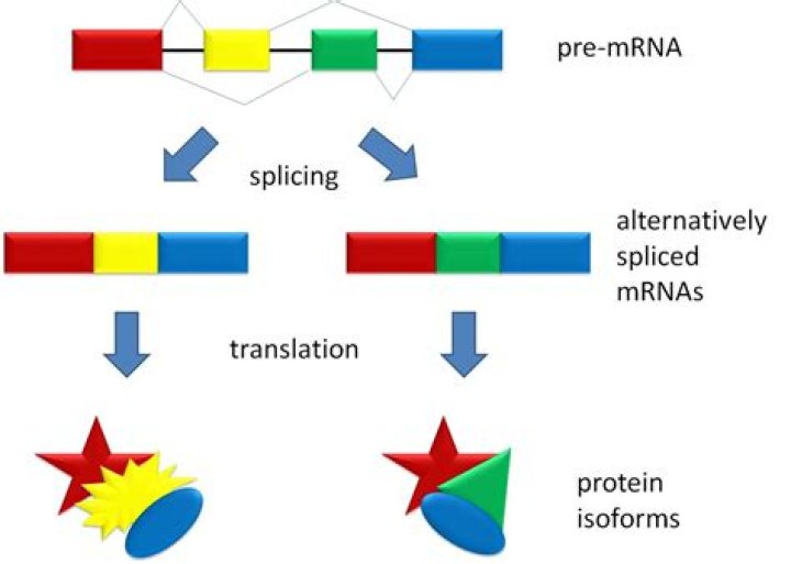 What does alternative splicing mean
