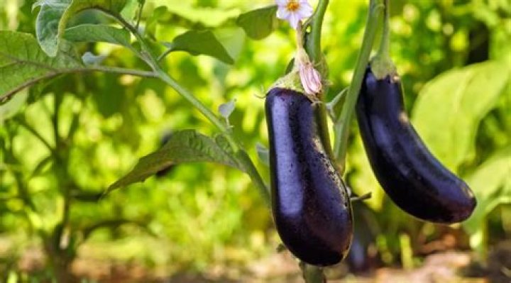What does an eggplant plant look like