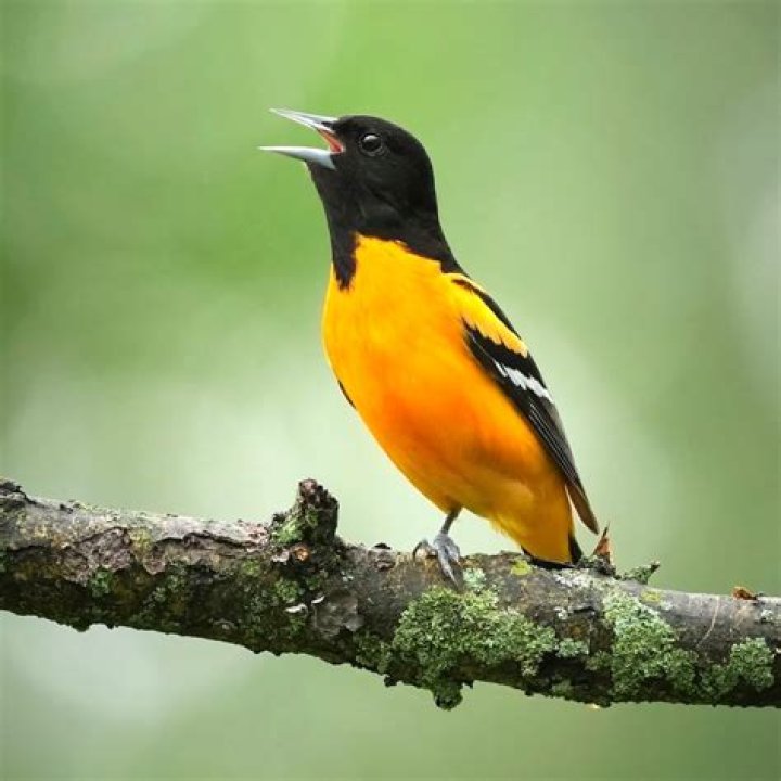 What does an Oriole bird look like