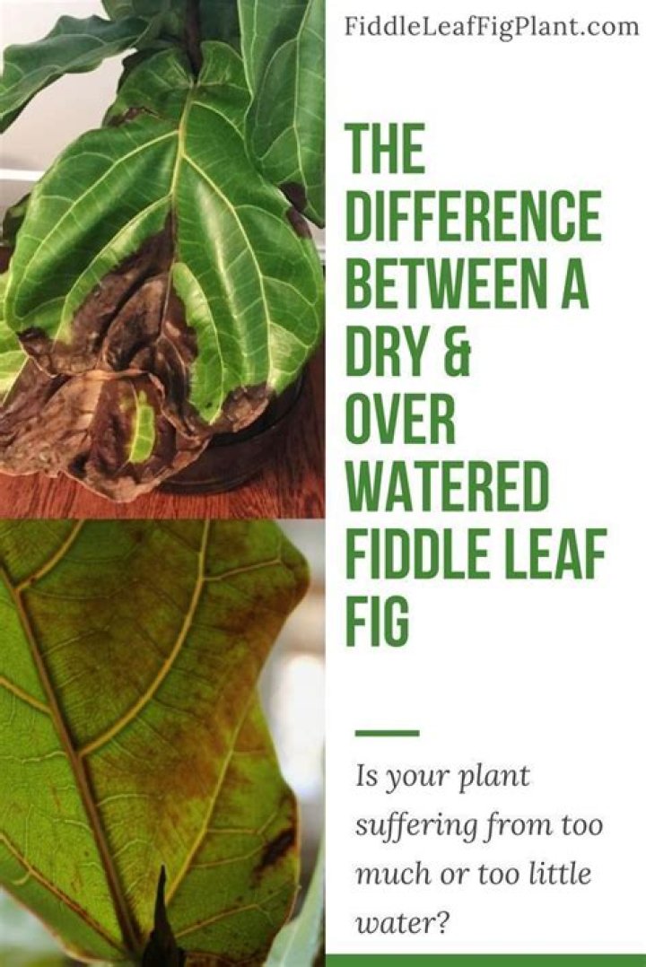 What does an overwatered fiddle leaf fig look like