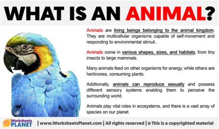 What does Animal mean in Dyson
