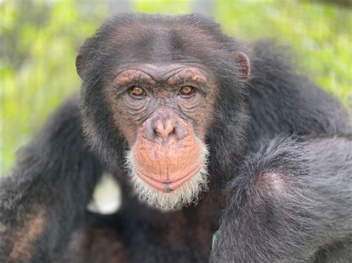 What does ape mean in school