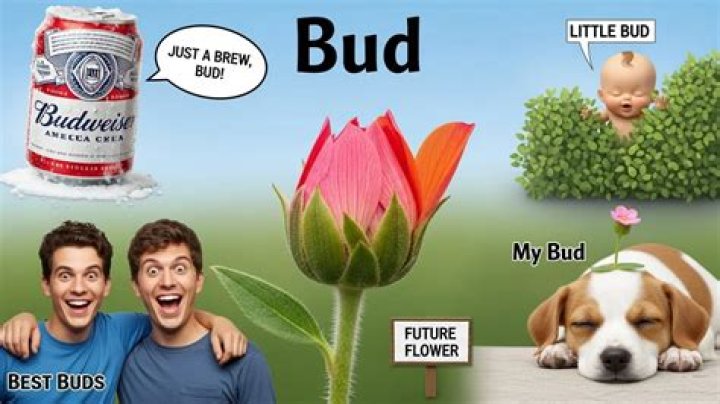 What does Bud out mean