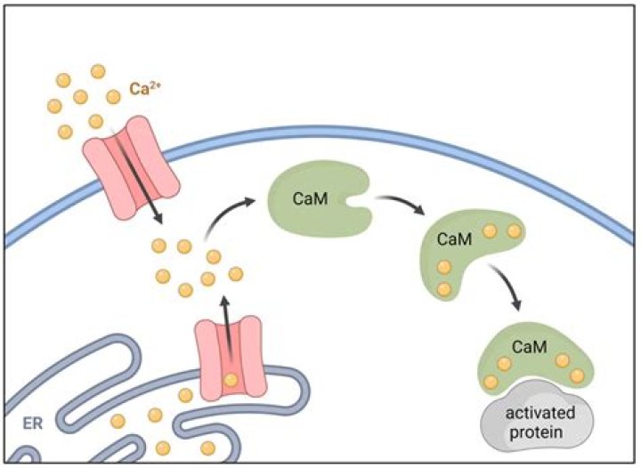 What does CaM kinase do