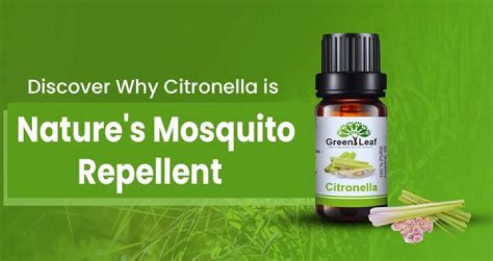 What does citronella essential oil smell like
