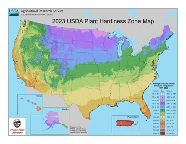 What does cold hardiness mean