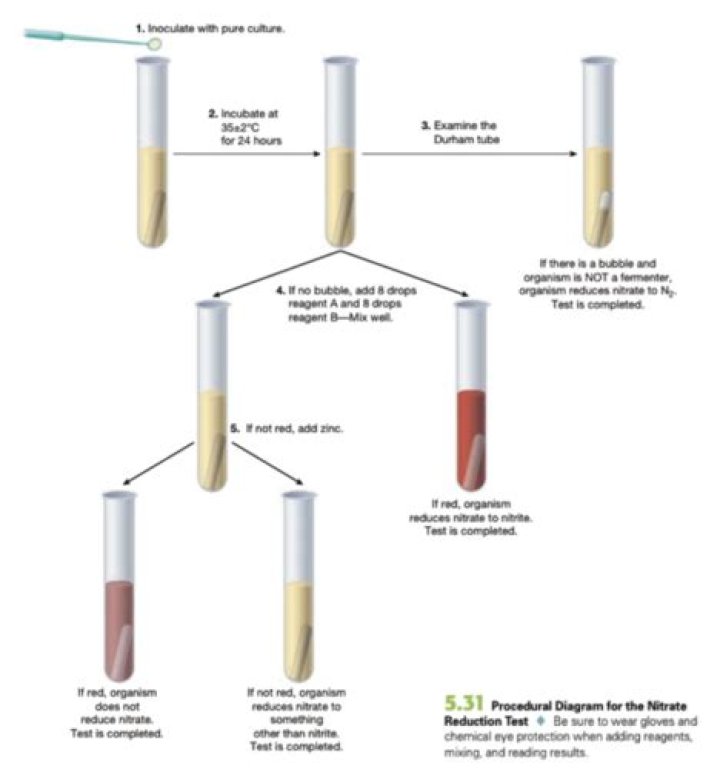What does denitrification produce