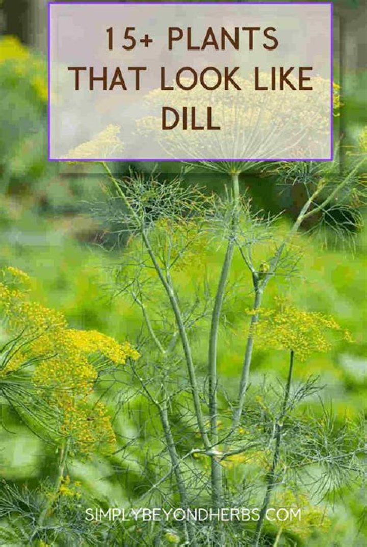 What does Dill Harris like