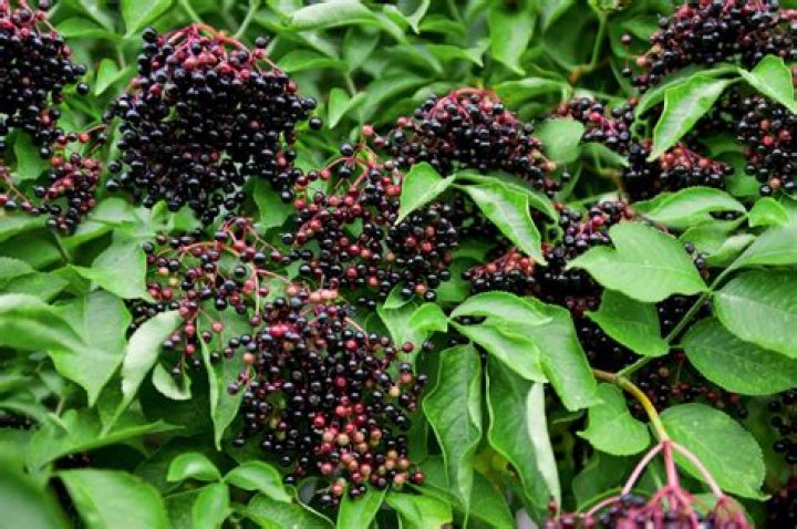 What does elderberry bush look like