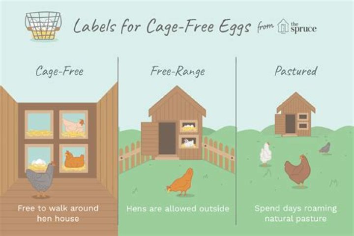 What does free range eggs really mean