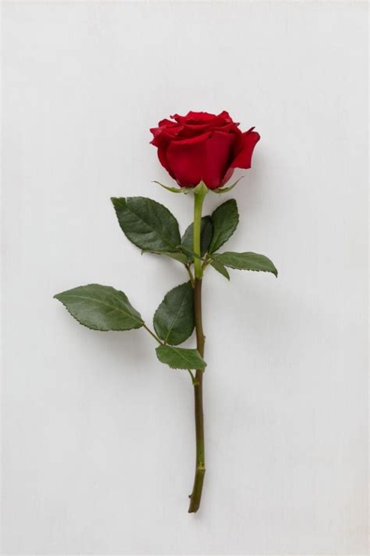 What does giving a single rose mean