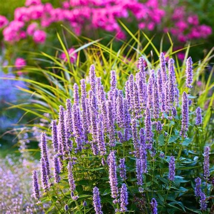 What does hyssop tea taste like