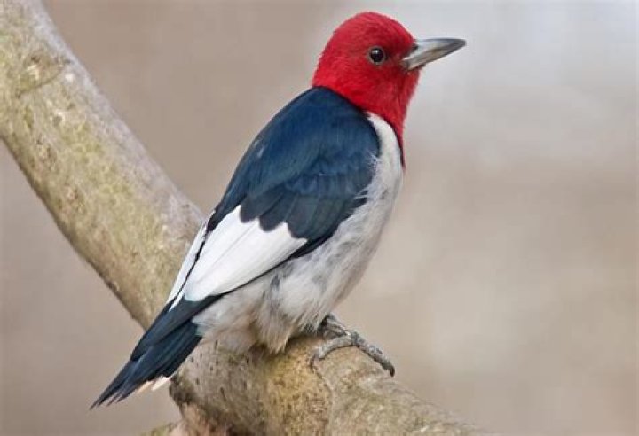 What does it mean if you see a red headed woodpecker