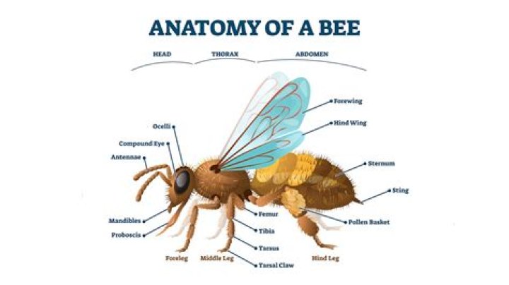 What does it mean the bees knees