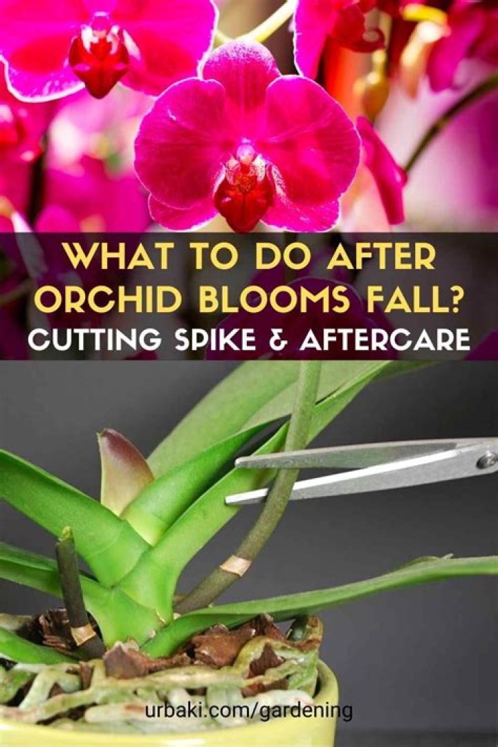 What does it mean when orchid flowers fall off