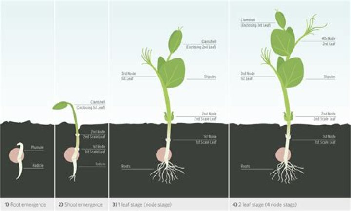 What does it mean when pea plants are described as being true breeding