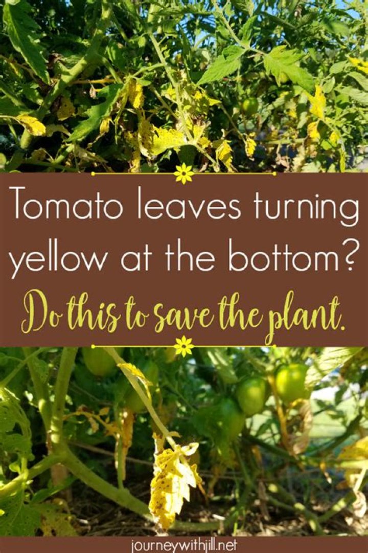 What does it mean when the bottom leaves of a tomato plant turn yellow