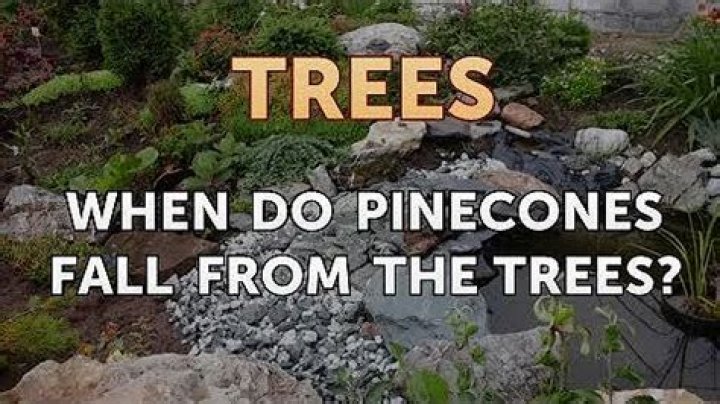 What does it mean when trees are loaded with pine cones