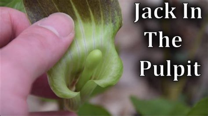 What does Jack in the Pulpit look like
