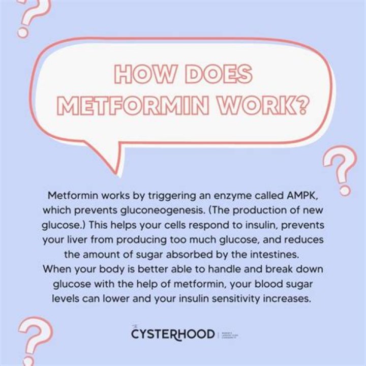What does metformin mean