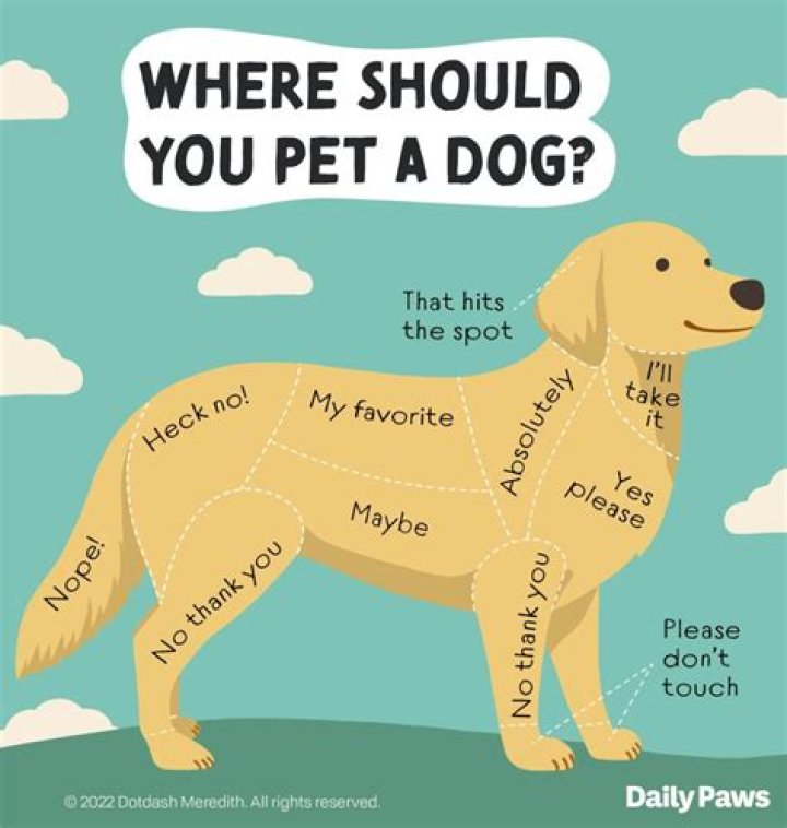 What does my dog feel when I pet him