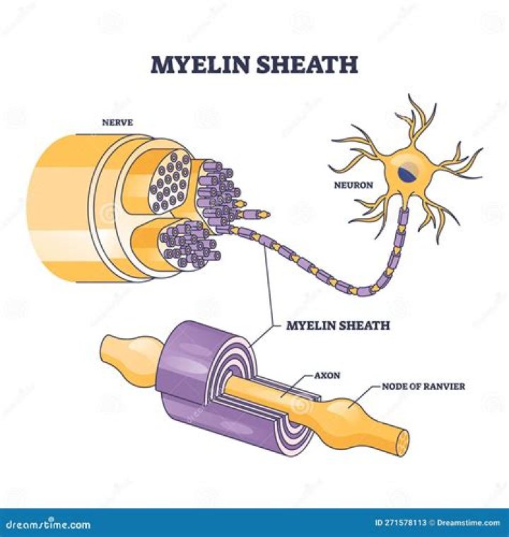 What does myelin insulate