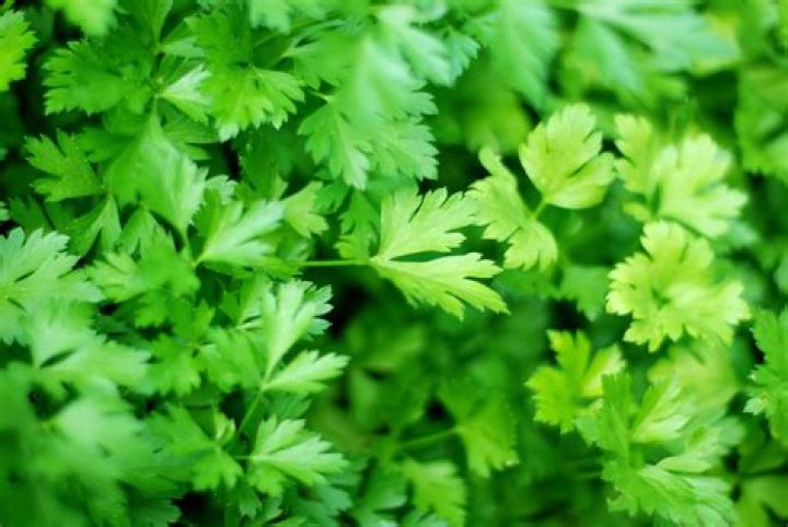 What does parsley look like