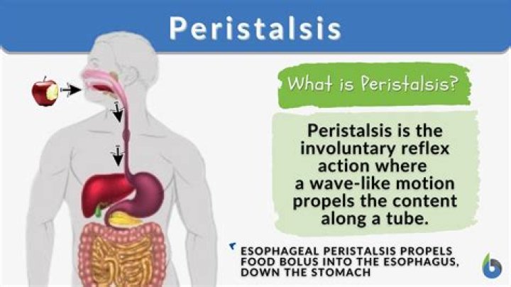 What does peristalsis feel like