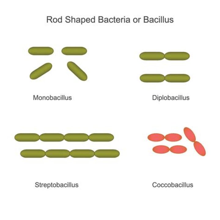 What does rod shaped bacteria look like