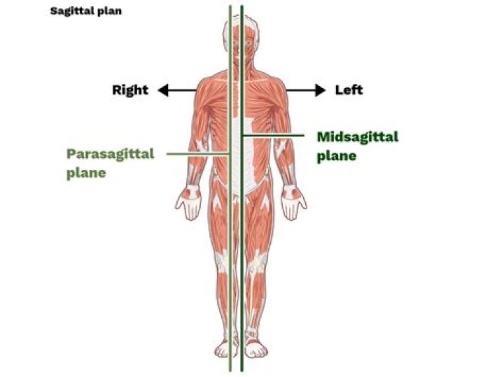 What does sagittal mean in anatomy