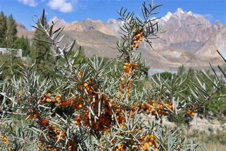What does sea buckthorn smell like