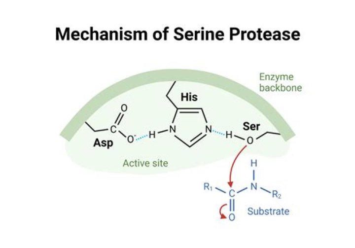 What does serine protease do