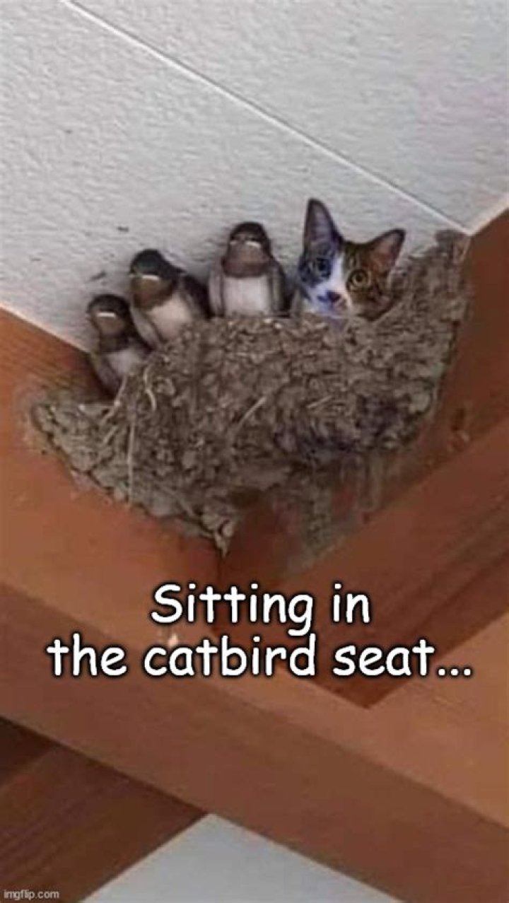 What does sitting in catbird seat mean