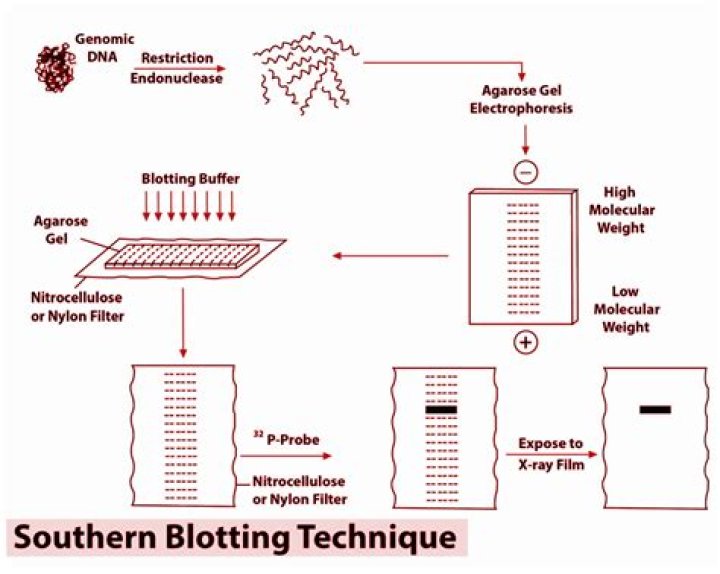 What does Southern blot tell you