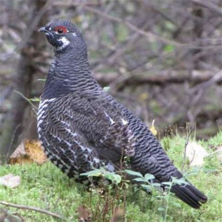 What does spruce grouse taste like