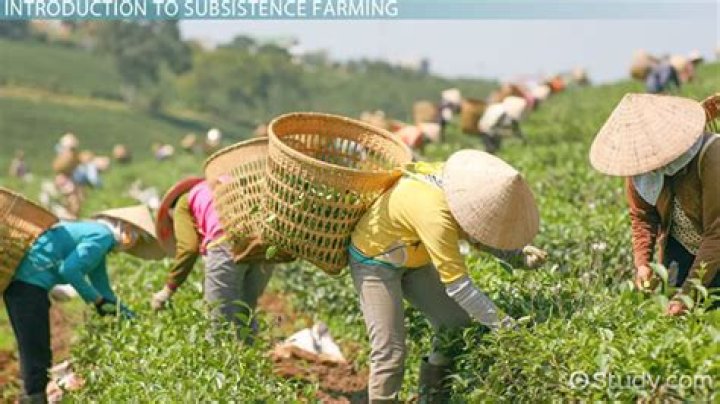 What does subsistence activity mean