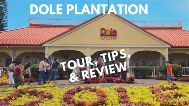 What does the Dole Plantation grow