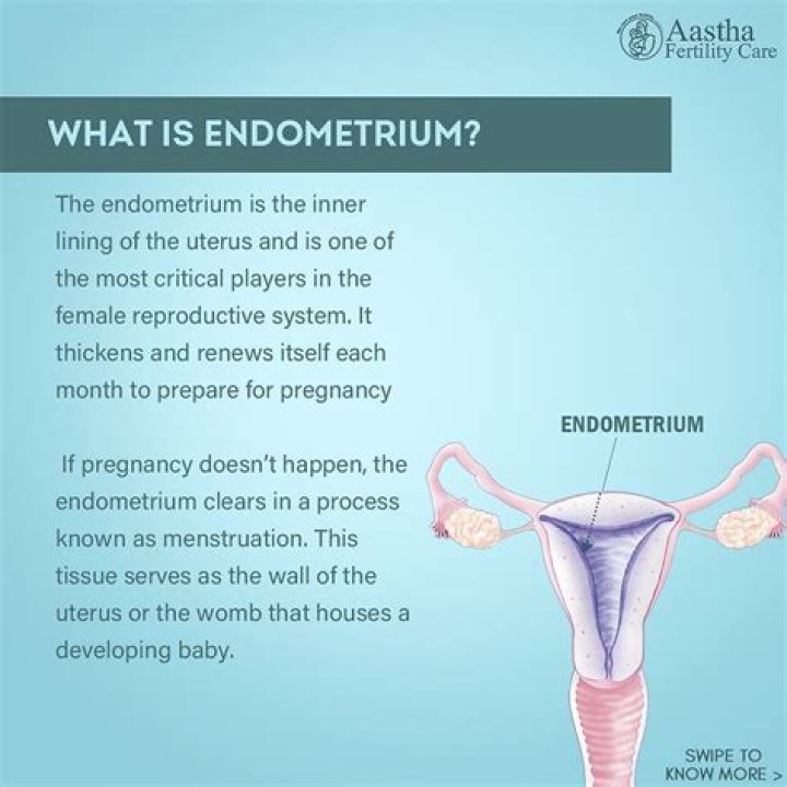 What does the endometrium secrete